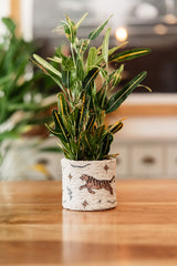 Fabric Planter - Handmade Boho Plant Pot | Soft Chenille Decorative Cozy - MissionMae
