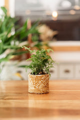 Fabric Planter | Handmade Soft Chenille Plant Pot Cozy - Premium Indoor Decor - MissionMae