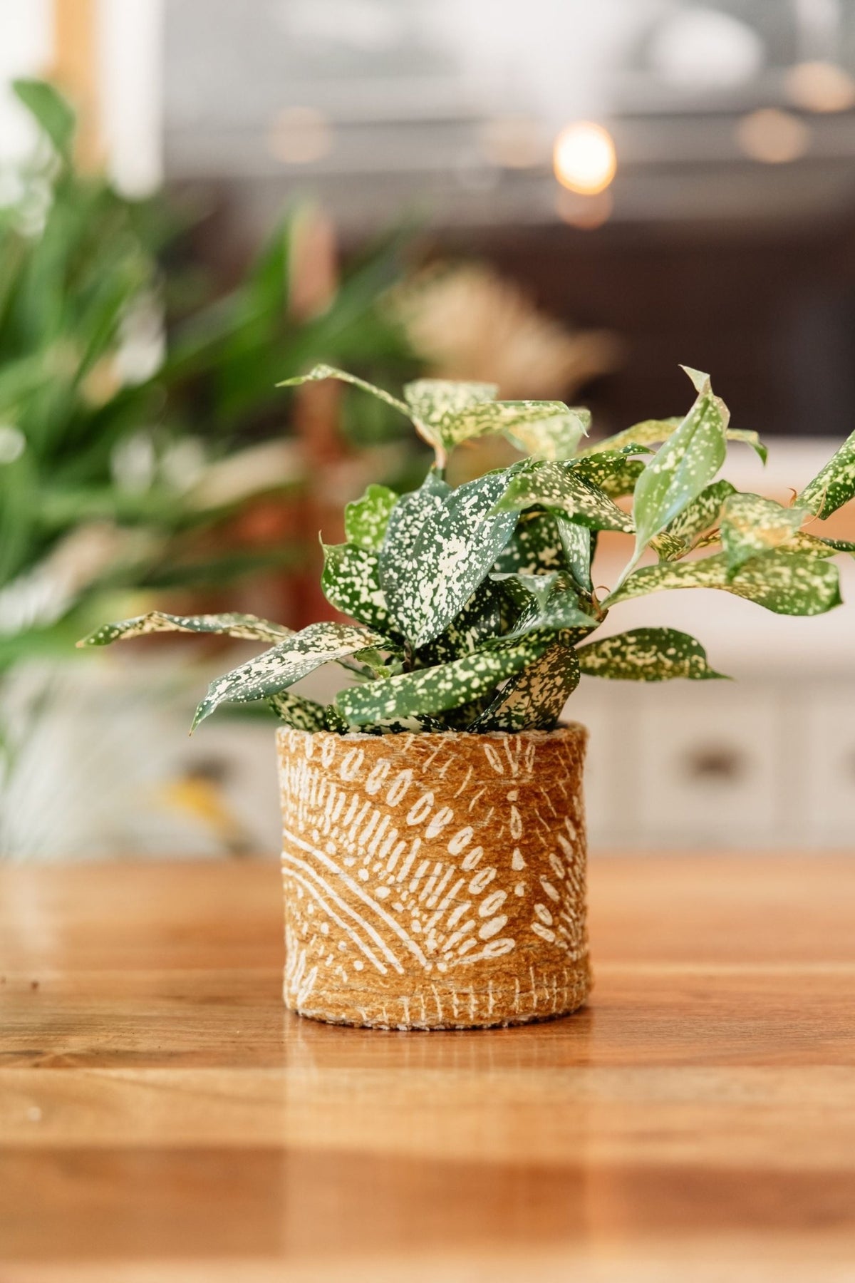 Shop Plant Cozies at MissionMae | MissionMae